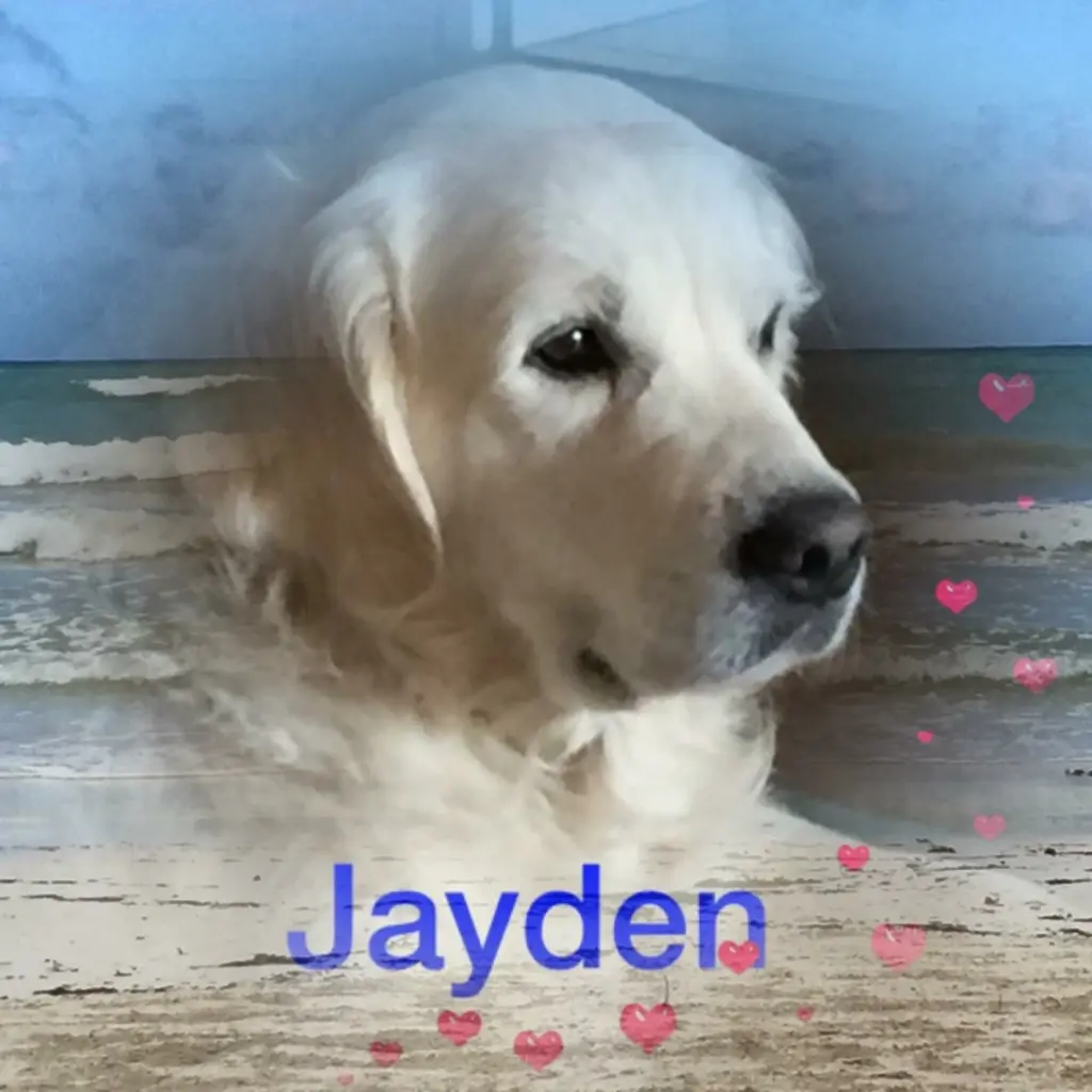 Image from Jayden