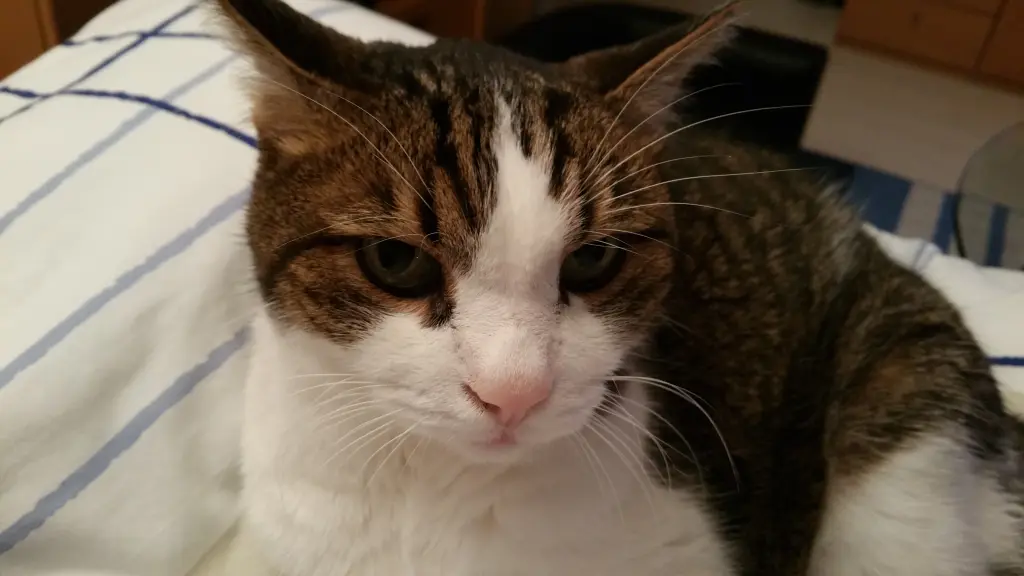 Condolence image of Tanja mit Timmy im Herzen