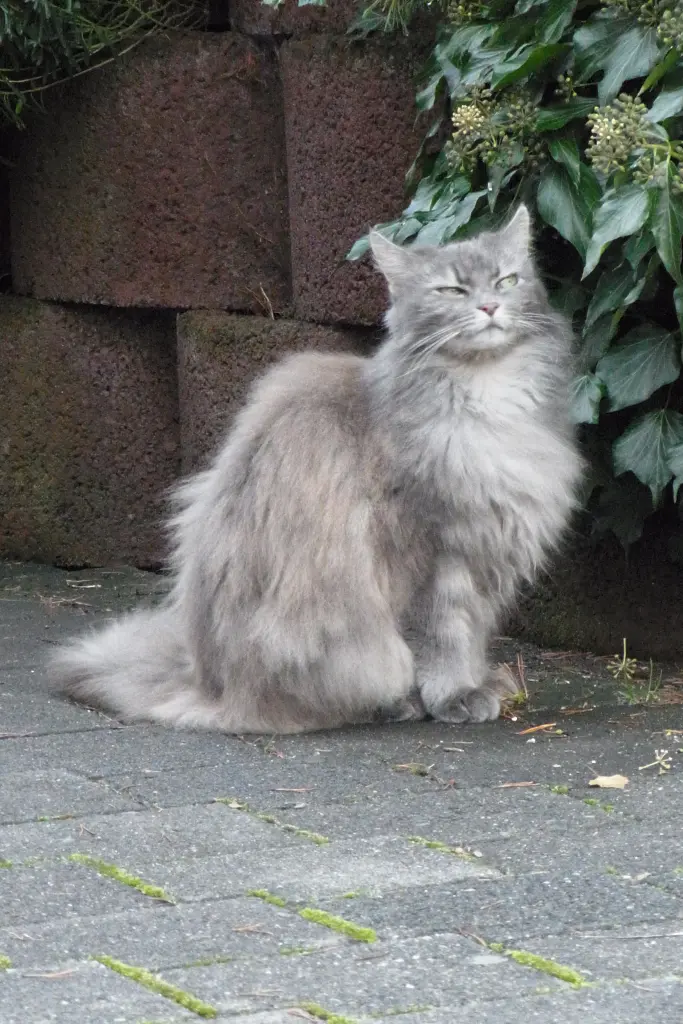 Condolence image of Mari