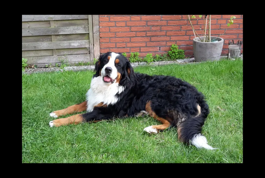 Image from Mylo
