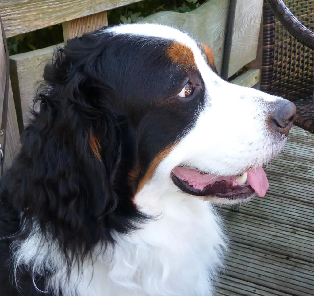 Image from Mylo
