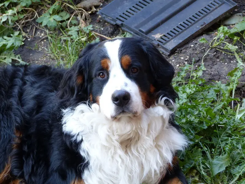 Image from Mylo