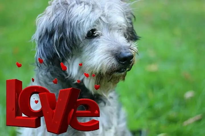 Image from Snoopy