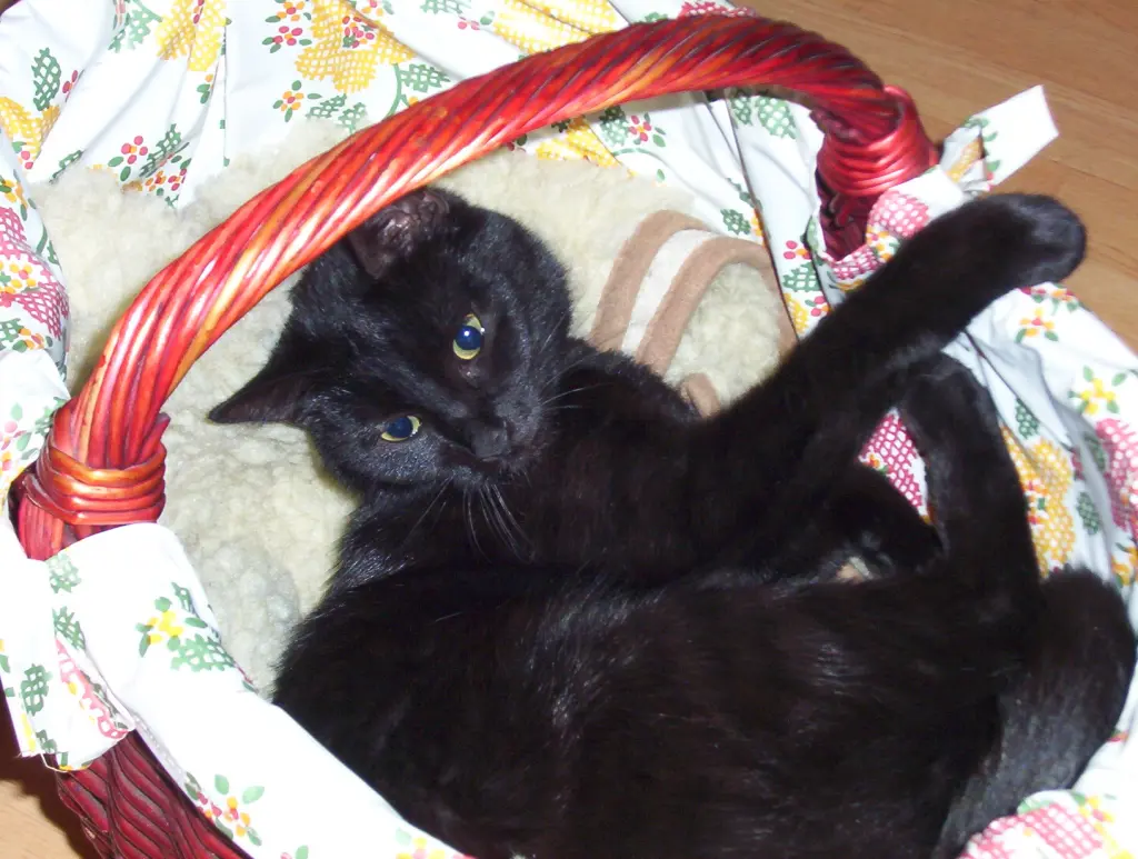 Image from Baby