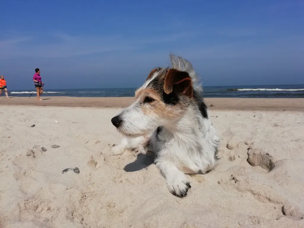 Image from Maja