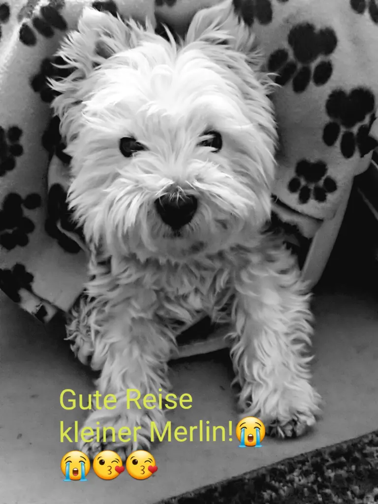 Image from Merlin
