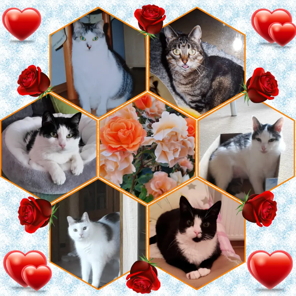 Condolence image of Eike und Edeltraud mit Mulle, Miezi, Jonny, Felix, Lemmi und Tommi tief im Herzen ❤❤❤❤❤❤