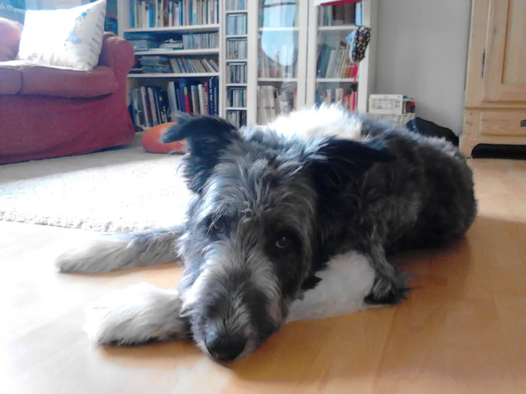 Image from Balou