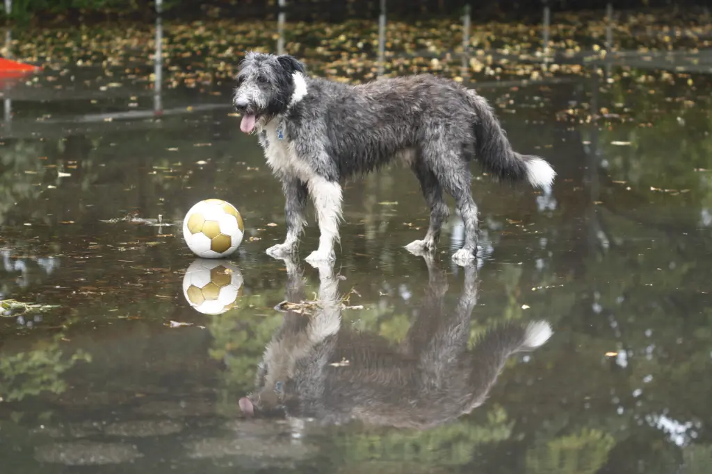 Image from Balou