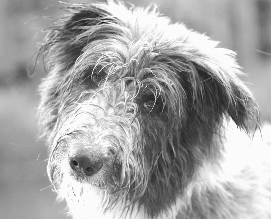 Image from Balou