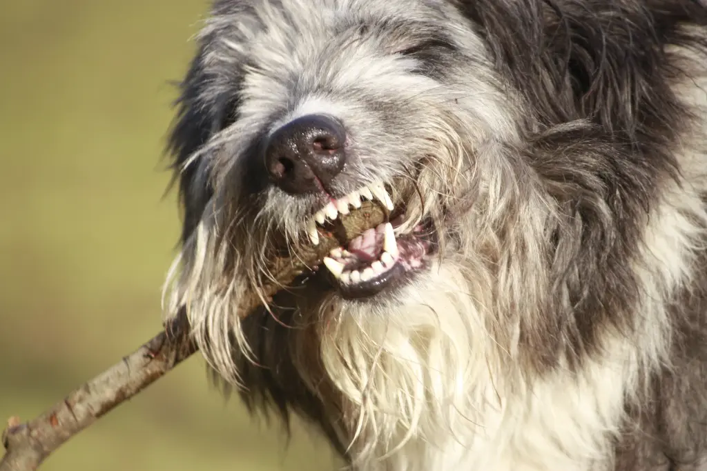 Image from Balou