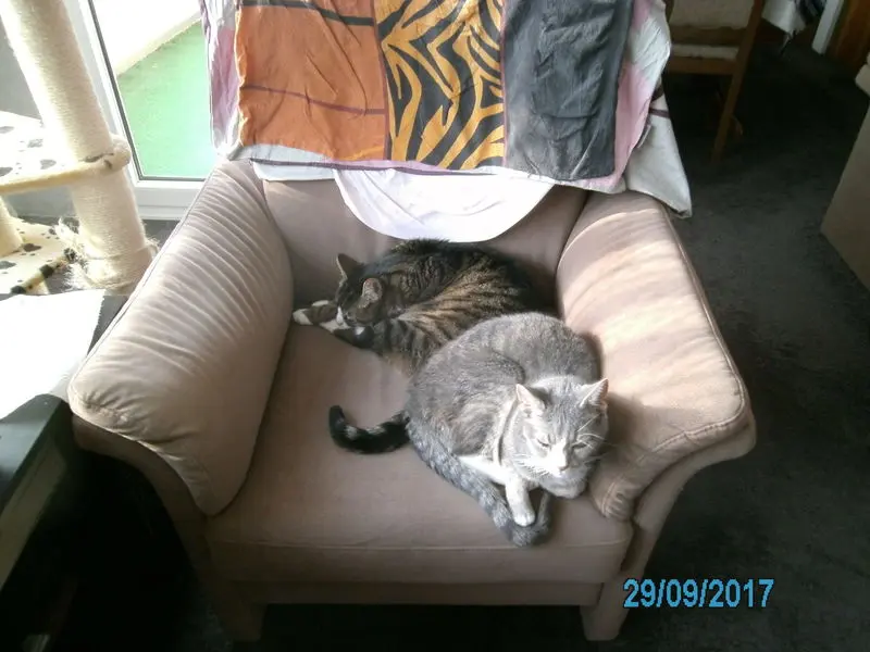 Image from Johann