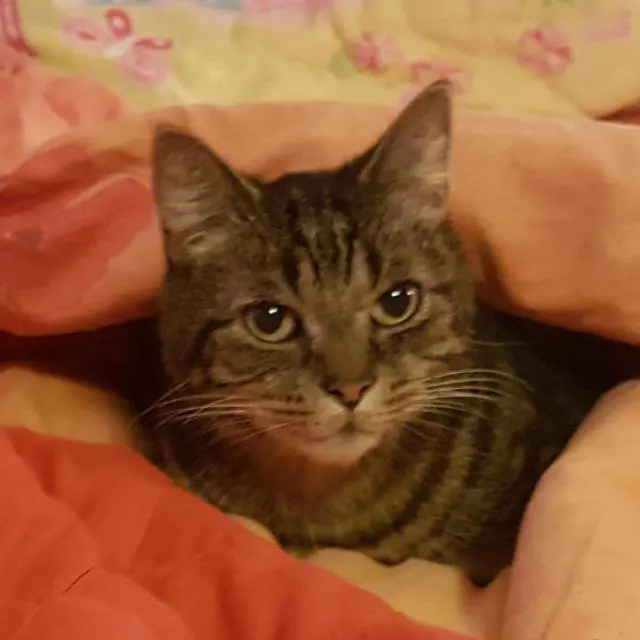 Image from Tigrou