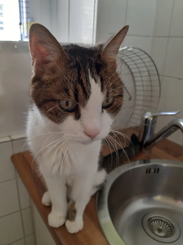 Condolence image of Tanja mit Timmy im Herzen