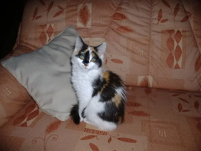 Image from Cherie