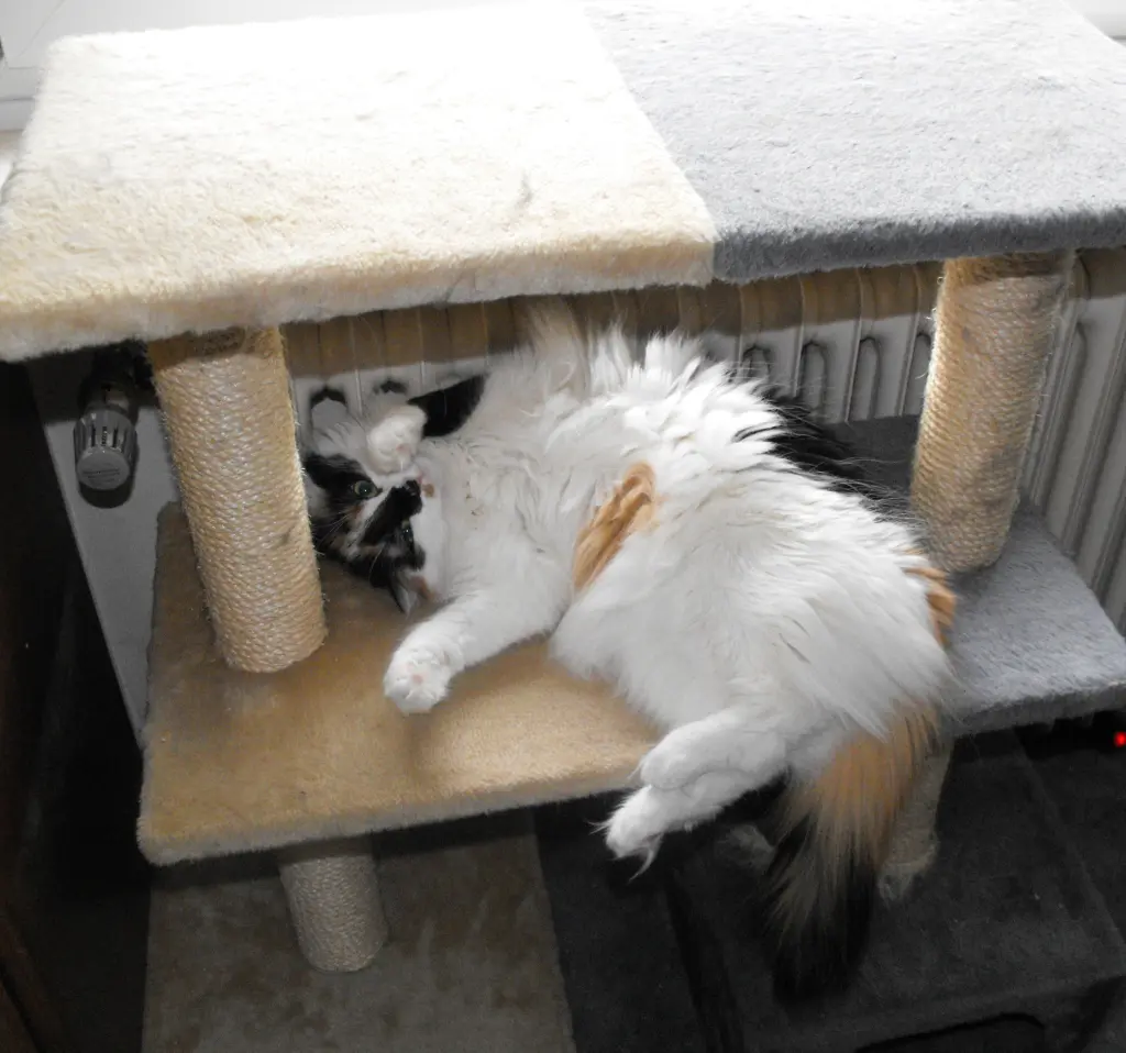 Image from Cherie