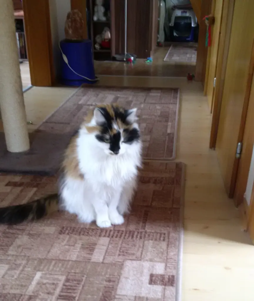 Image from Cherie