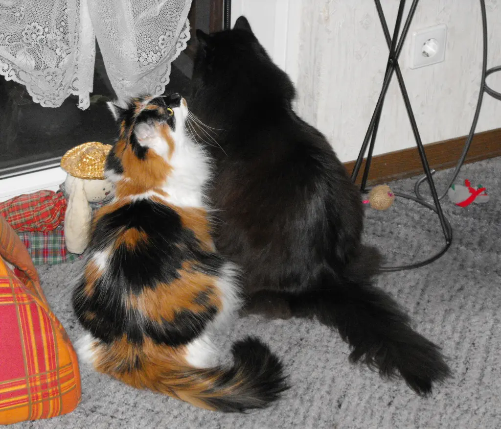 Image from Cherie