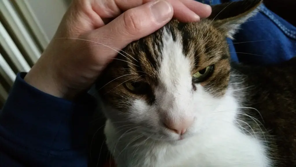 Andachtsbild von Tanja mit Timmy im Herzen