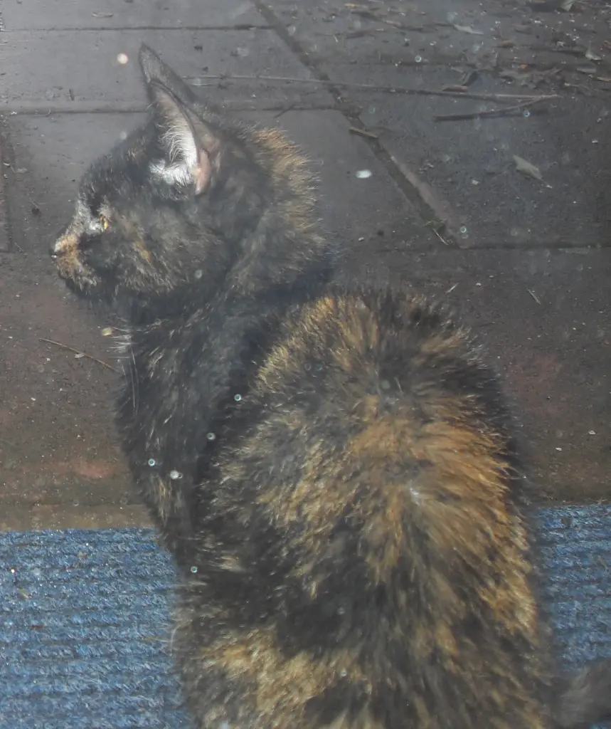 Bild von Ronja