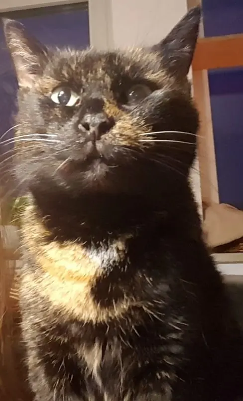 Bild von Ronja
