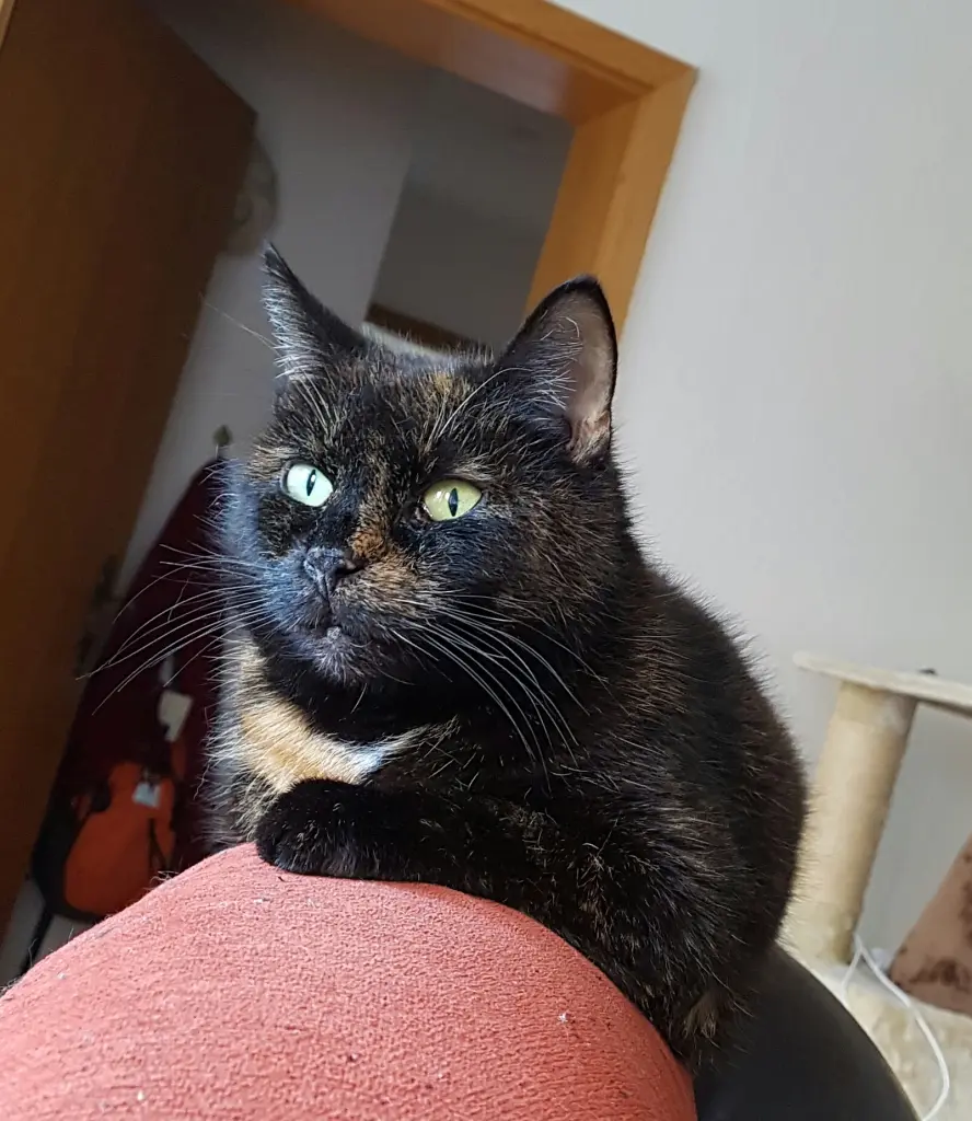 Bild von Ronja