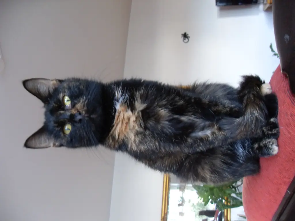 Bild von Ronja