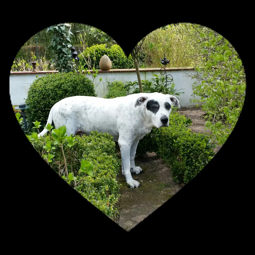 Image from Dago