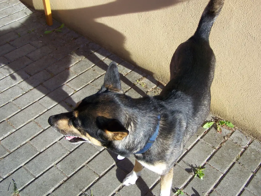 Condolence image of Herrchen
