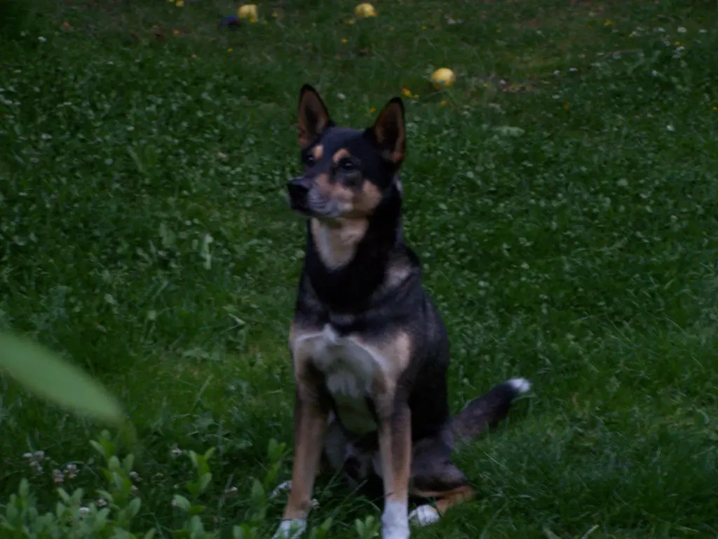 Condolence image of Frauchen