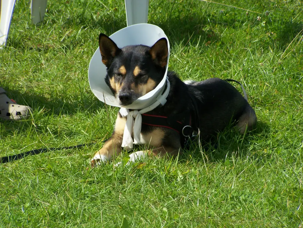 Condolence image of Herrchen