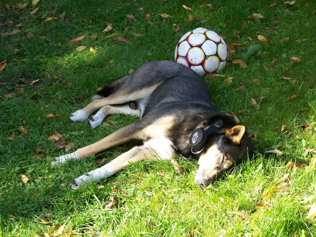 Condolence image of Herrchen