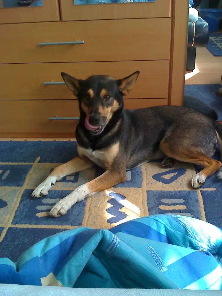 Condolence image of Herrchen