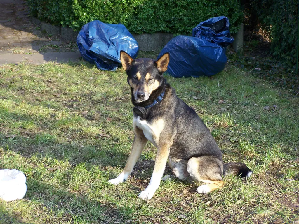 Condolence image of Herrchen