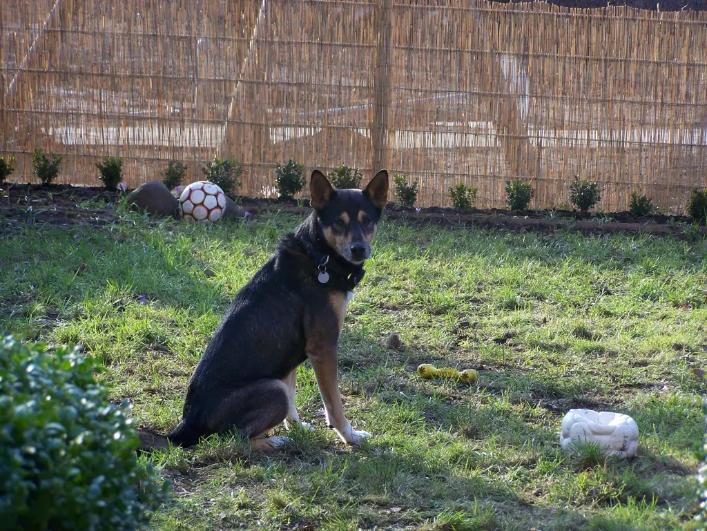 Condolence image of Herrchen