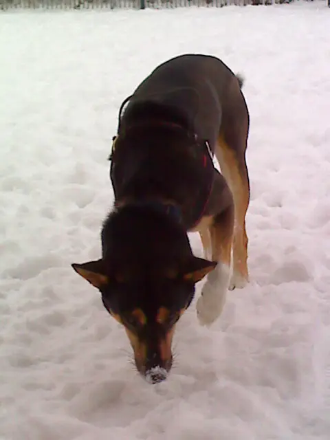 Condolence image of Herrchen