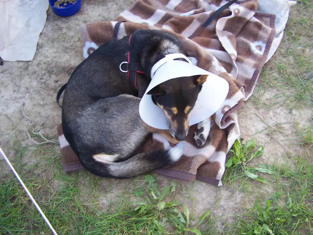 Condolence image of Für mein Stinki von Herrchen