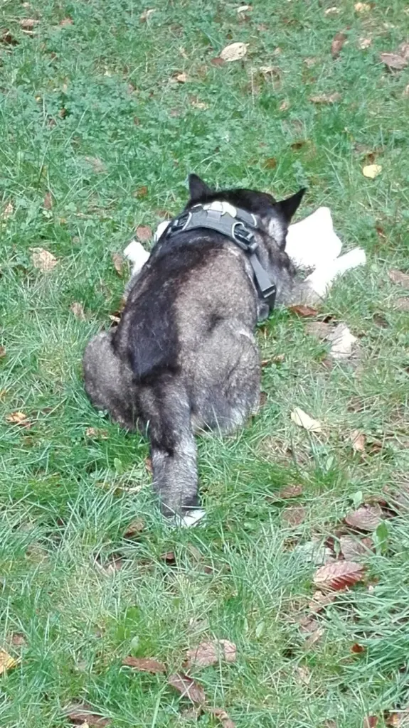 Condolence image of Frauchen & Herrchen