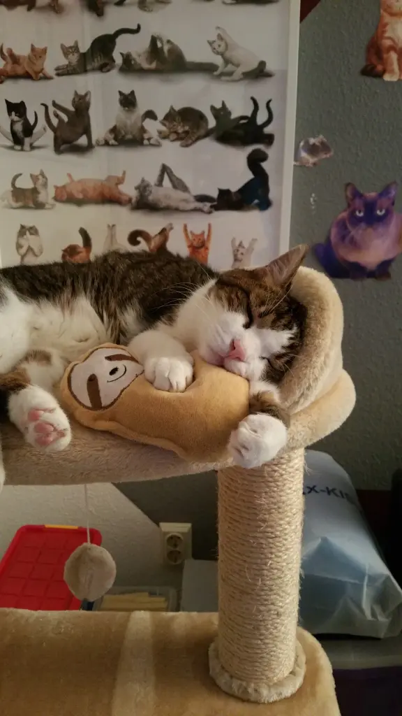 Condolence image of Tanja mit Timmy im Herzen