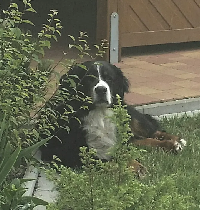 Condolence image of Dorin mit Mephisto tief im Herzen