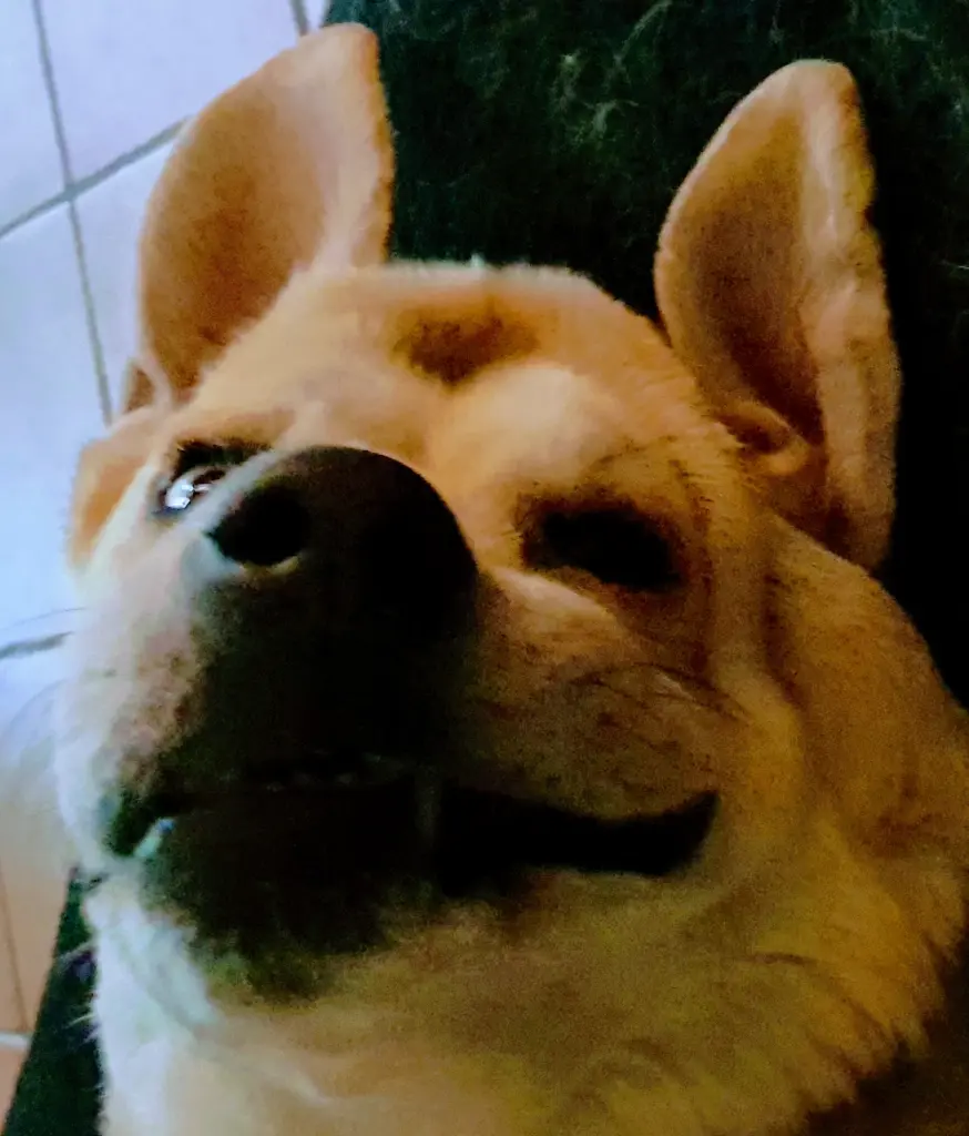 Andachtsbild von Martin