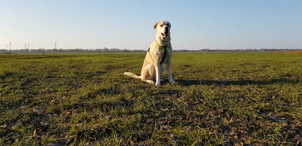Bild von Frieda