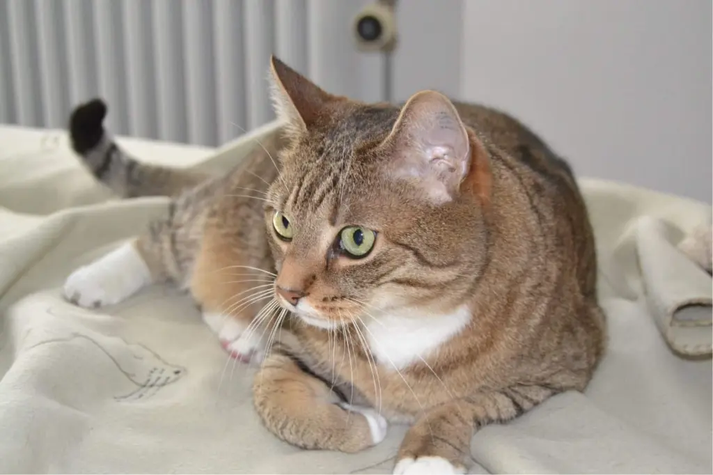 Condolence image of Renate