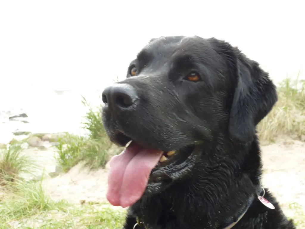 Image from Balou