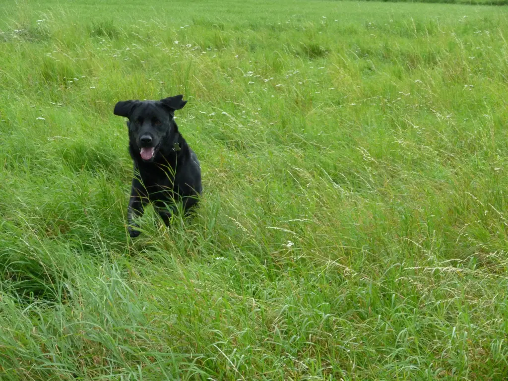 Image from Balou