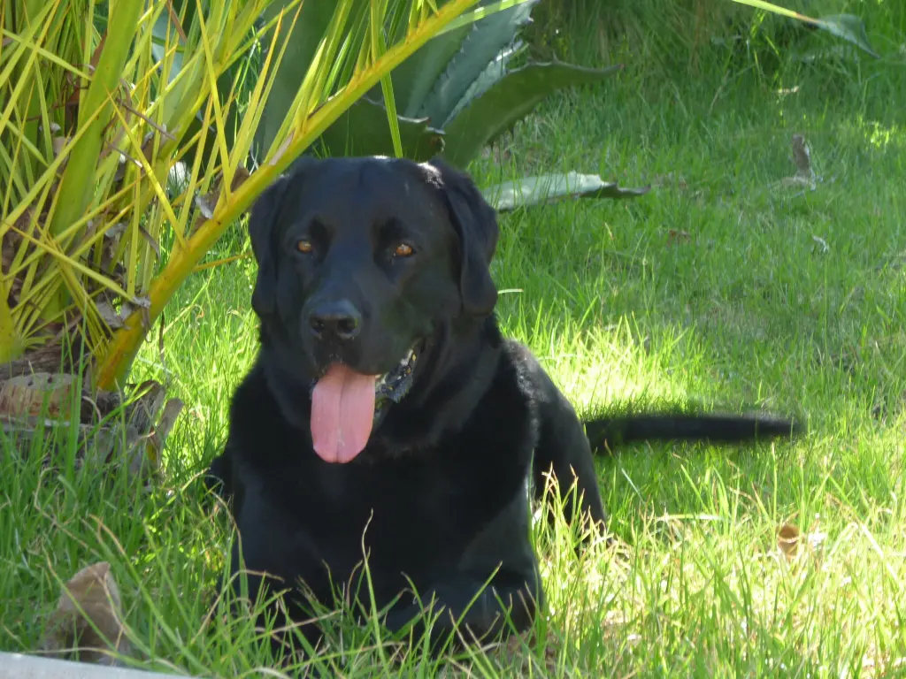 Image from Balou