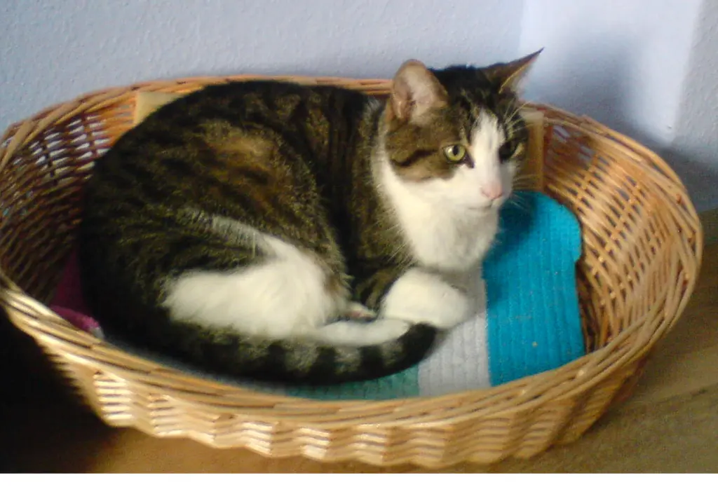 Bild von Benny