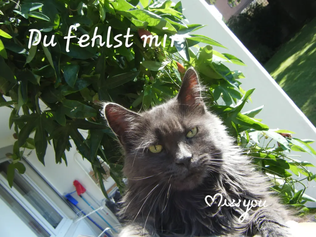 Image from BABYS