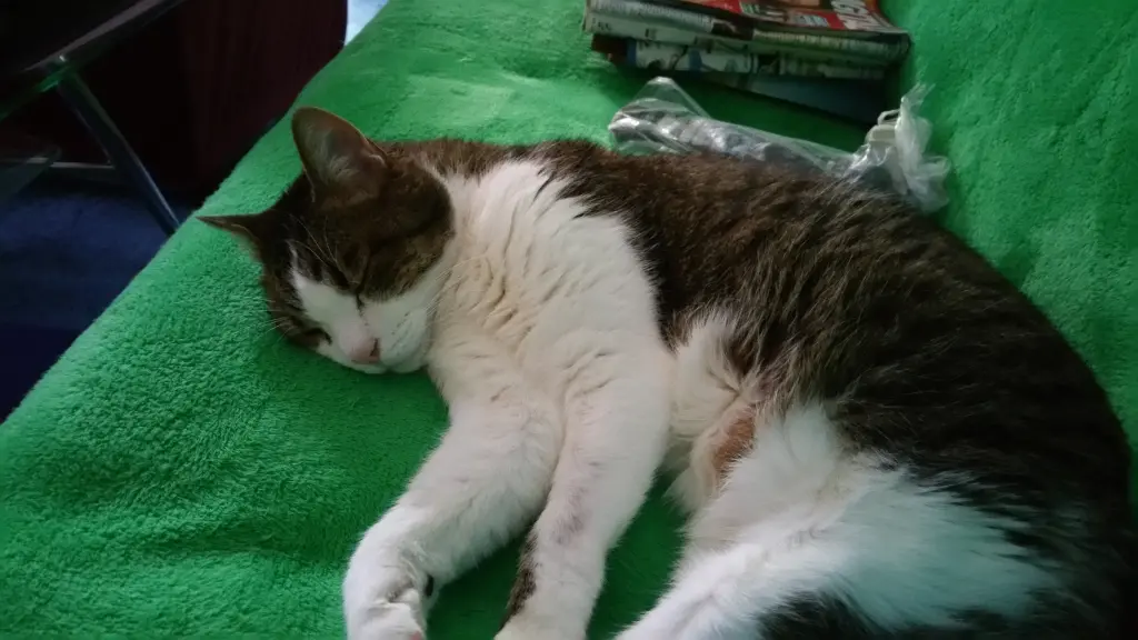 Condolence image of Tanja mit Timmy im Herzen