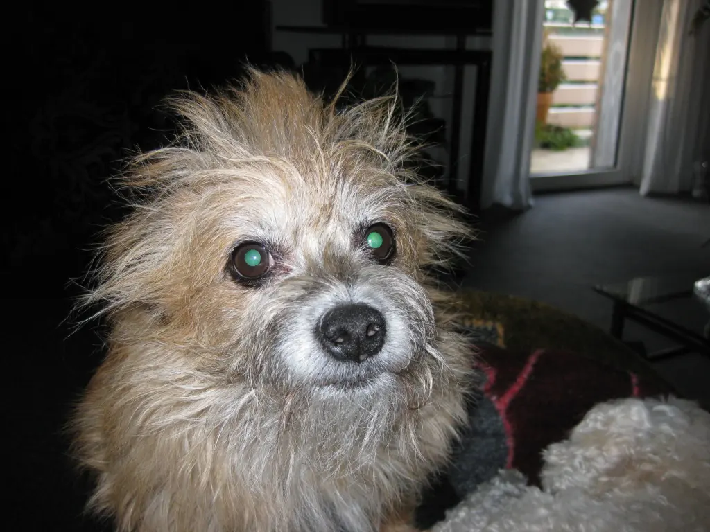 Image from Gismo